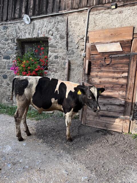 Holstein Zuchtstiere