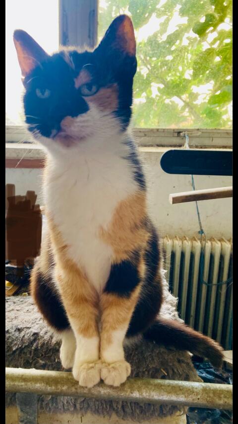 Freigängerkatze