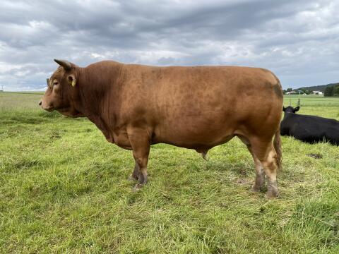 Bio-Wagyu Zuchtstier / Leihstier