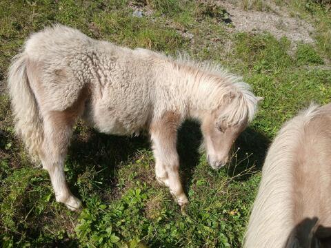 Minishetlandpony Fohlen zur Abgabe
