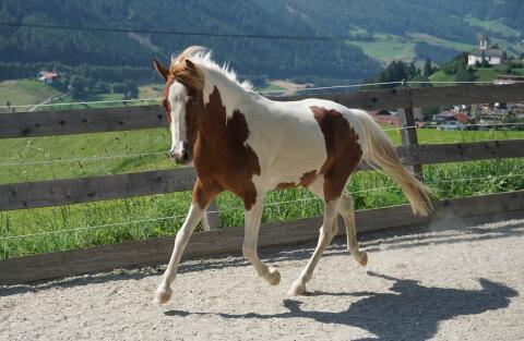 Wunderschöner, vielseitiger Ponywallach Felix