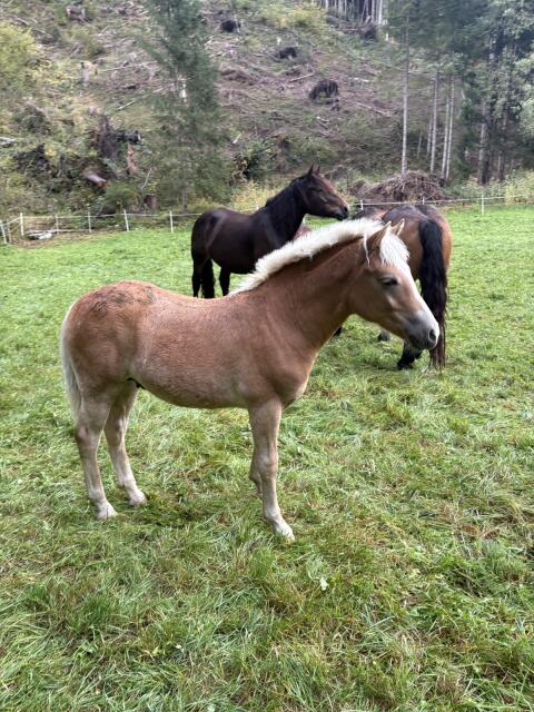 Noriker, Haflinger Hengstfohlen