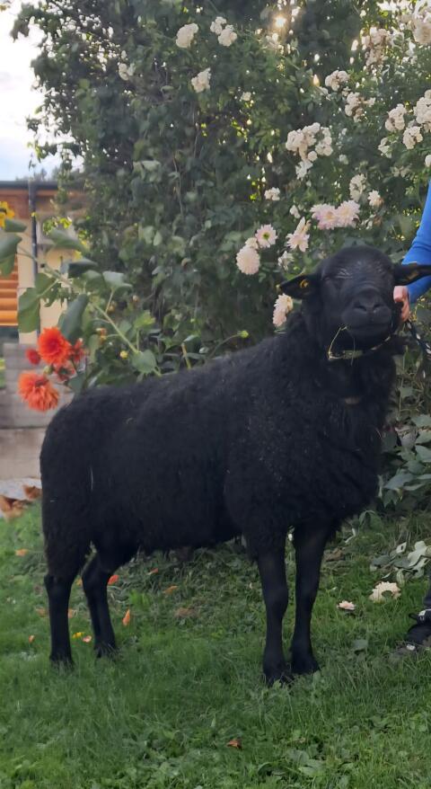 Jura Zuchtwidder