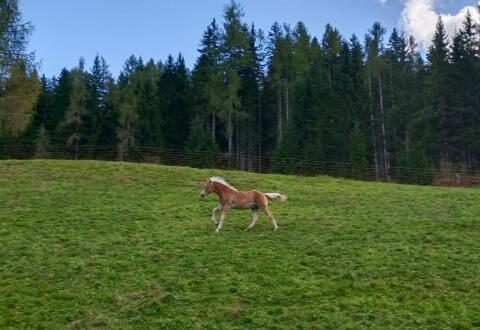Haflinger Hengstfohlen AMIGO