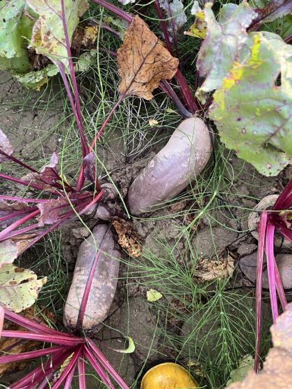 BIO rote Rüben