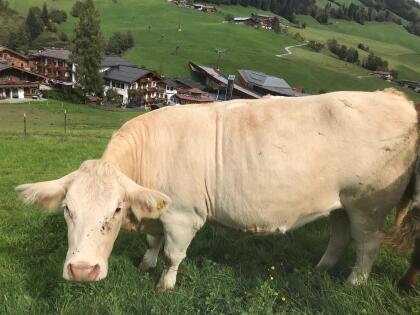 Trächtige Kalbinnen zu verkaufen