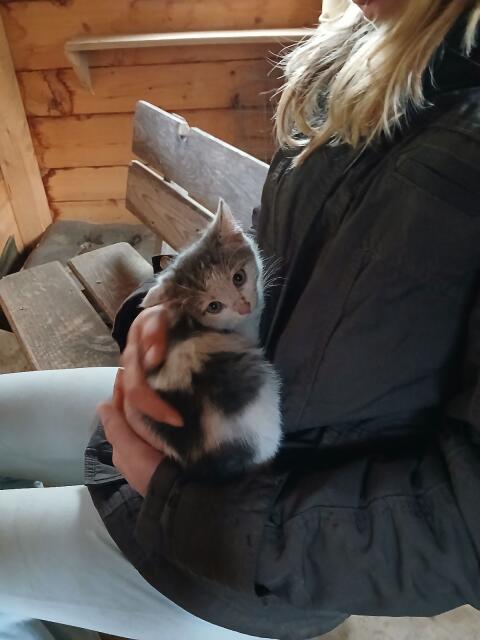Babykatzen