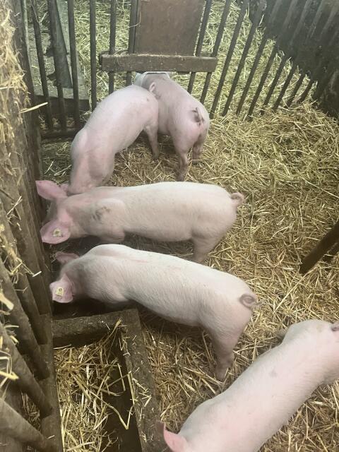 Ferkel
