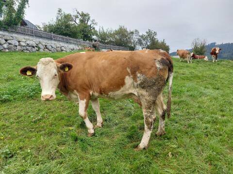 Fleckvieh Kuh Leopoldine
