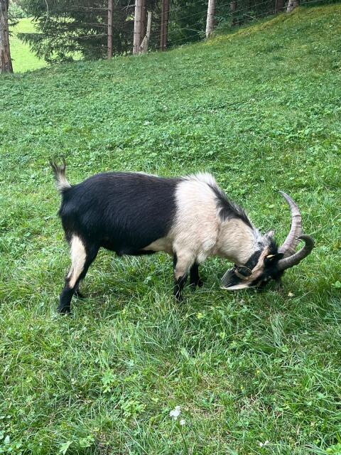 Passeirer Bock