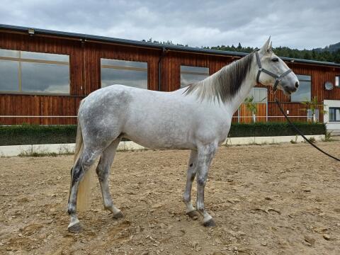 Warmblutstute Freizeit & Dressur