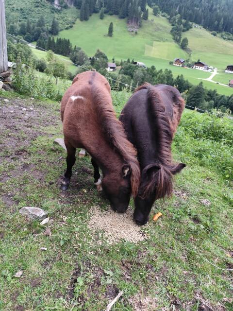Minny Shetty Pony