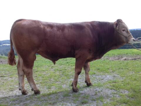 Limousin Zuchtstiere