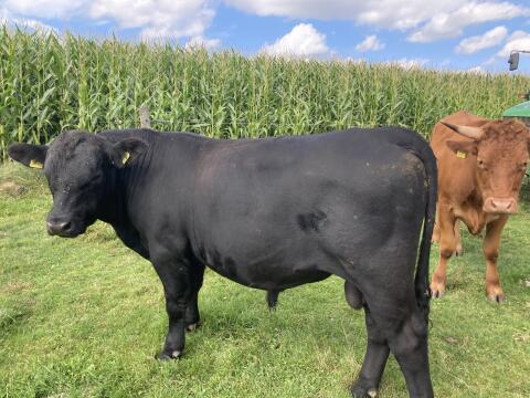 Bio-Angus Stier