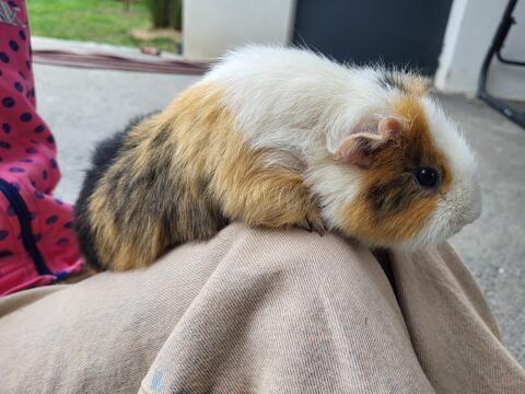 Meerschweinchen, US Teddy, männlich, kastriert, 1,5 Jahre