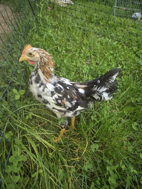 Schwedisches Blumenhuhn