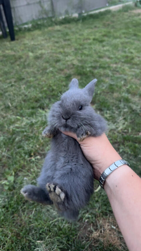 Zwerg Möhrenkopfkaninchen