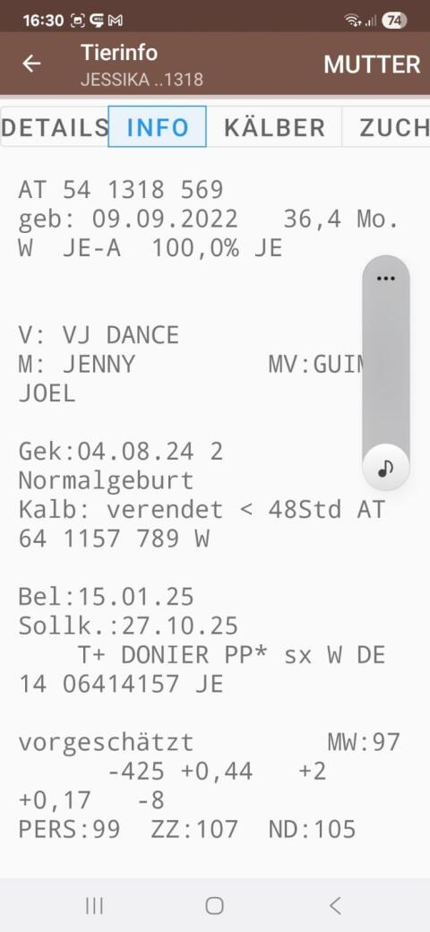 Jersey Kühe