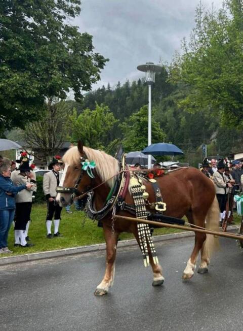 4-jährige Noriker Stute