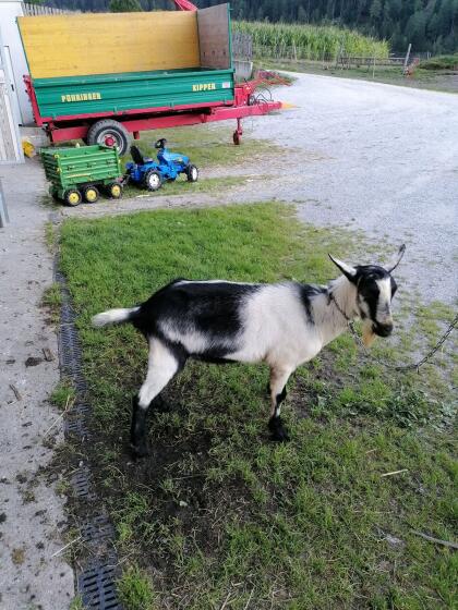 Pfauenziegenbock