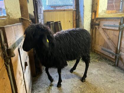 Tiroler Steinschaf