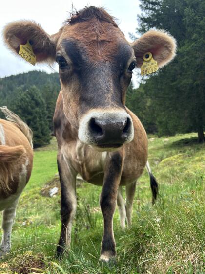 Verkaufe belegfähige Bio Jersey Kalbin