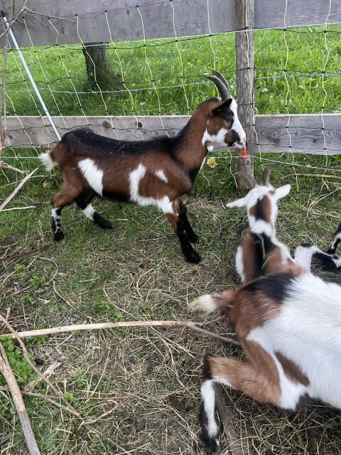 Verkaufe kastriertes Bockkitz