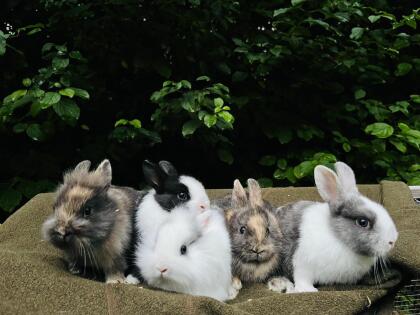 Zwergkaninchen Babys