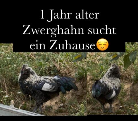 Zwerghahn