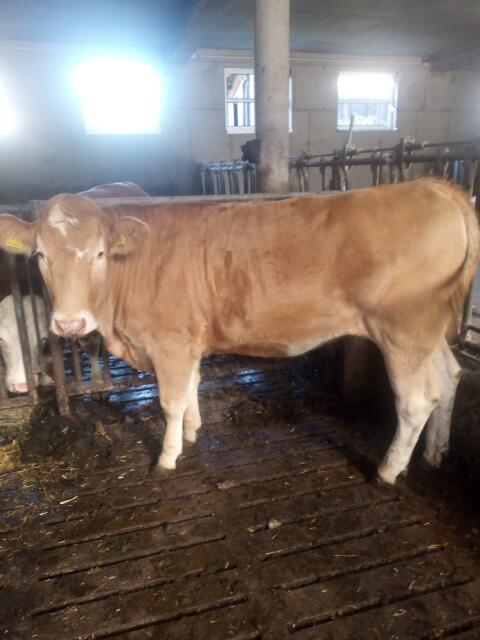Kalbin Blonde d'Aquitaine