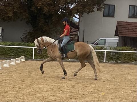 Haflinger Stute