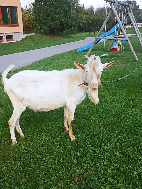 Verkaufe HB Saaneziegenbock