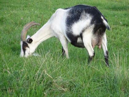 Pfauenziege und Bock (Sohn)