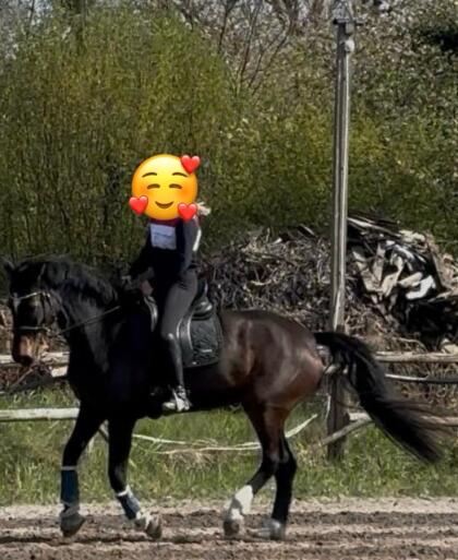 Warmblut Top Abstammung