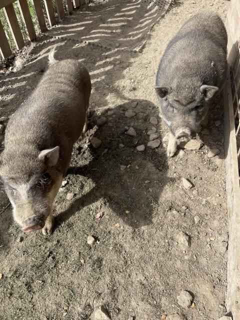 Hängebauchschweine