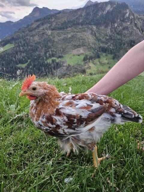 Wunderschöne Junghähne zu vergeben