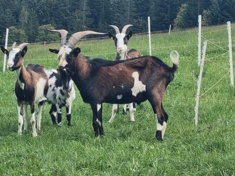 Ziegenbock