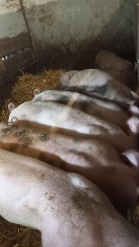 Ferkel F1-Duroc