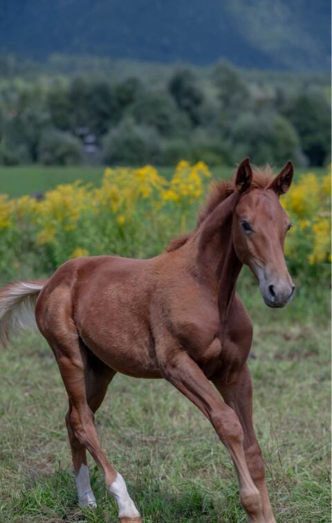 Warmblutfohlen