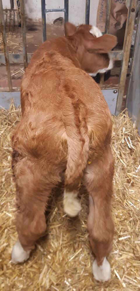 Fleckviehstierkalb