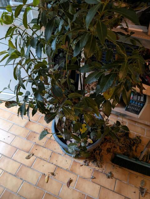 Zitronenbaum und Lorbeerbaum an Selbstabholer
