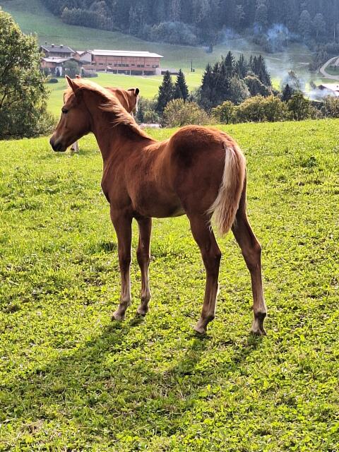 Haflinger Mix Hengstfohlen