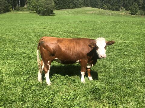 Verkaufe trächtige Fleckvieh-Kalbin