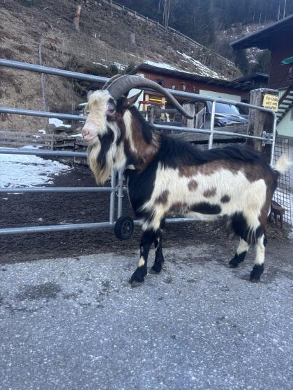 Verkaufe Tauernscheckenbock