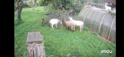 Wiederkäuer WG sucht Mitbewohnerin (Kitz Ziege weibl.)
