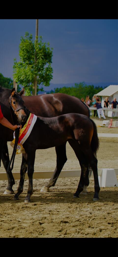 Stutfohlen von Dream Royal