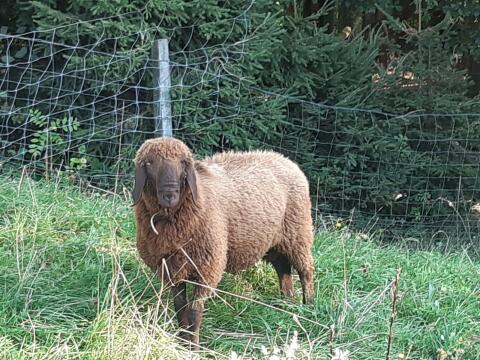 Braune Bergschafwidder