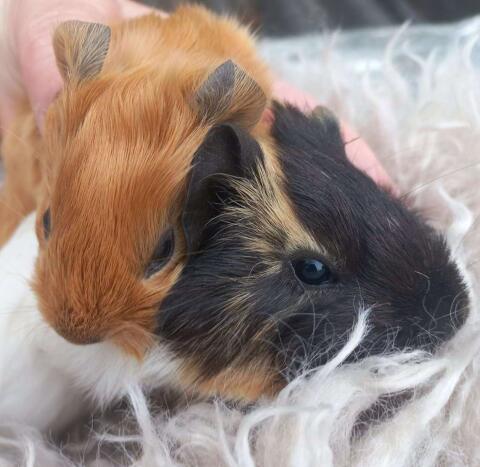 Meerschweinchen