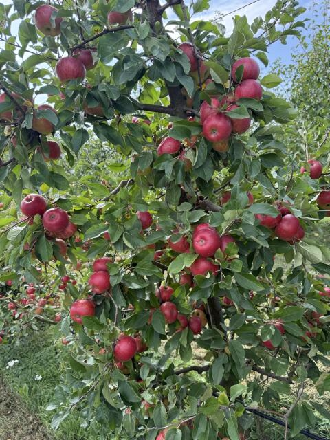 Pressobst
