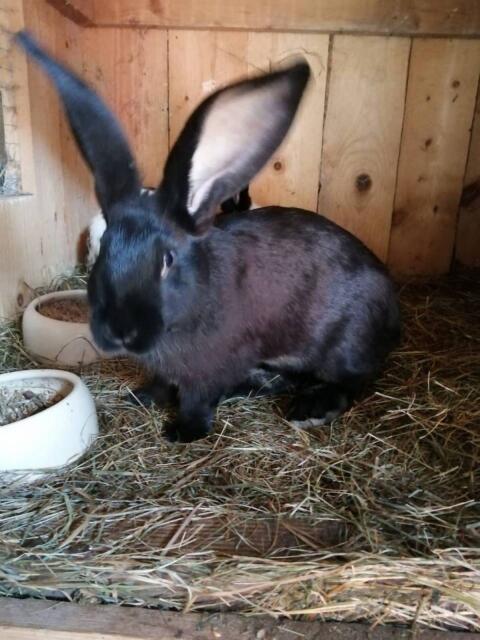 Hasen